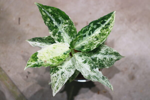 Aglaonema picutum 'Variegated' from Aceh Sumatra -TGK-RIIX0013LH-  / アグラオネマピクタム斑入り/TGK輸入便