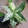 Aglaonema picutum 'Variegated' from Aceh Sumatra -TGK-RIIX0013LH-  / アグラオネマピクタム斑入り/TGK輸入便 - 画像 (12)