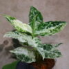 Aglaonema picutum 'Variegated' from Aceh Sumatra -TGK-RIIX0013LH-  / アグラオネマピクタム斑入り/TGK輸入便 - 画像 (13)