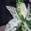 Aglaonema picutum 'Variegated' from Aceh Sumatra -TGK-RIIX0013LH-  / アグラオネマピクタム斑入り/TGK輸入便 - 画像 (14)