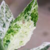 Aglaonema picutum 'Variegated' from Aceh Sumatra -TGK-RIIX0013LH-  / アグラオネマピクタム斑入り/TGK輸入便 - 画像 (15)