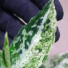 Aglaonema picutum 'Variegated' from Aceh Sumatra -TGK-RIIX0013LH-  / アグラオネマピクタム斑入り/TGK輸入便 - 画像 (16)