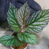 🦍-TGK-r40222lh-  🦍 / Begonia sp.  from Langkat Sumatera Utara / ベゴニア① - 画像 (2)