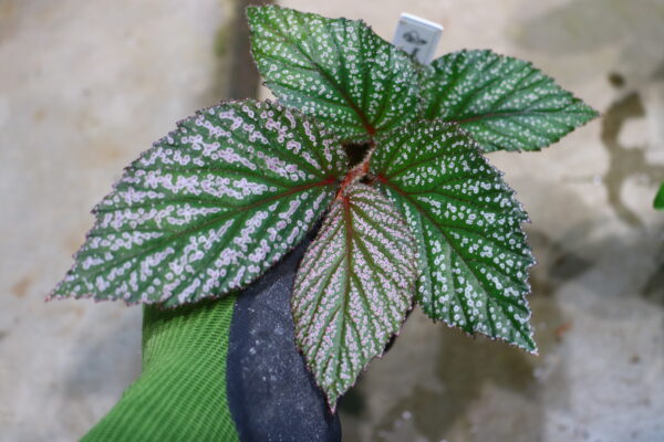 🦍-TGK-r40222lh-  🦍 / Begonia sp.  from Langkat Sumatera Utara / ベゴニア①