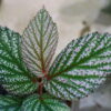 🦍-TGK-r40222lh-  🦍 / Begonia sp.  from Langkat Sumatera Utara / ベゴニア① - 画像 (3)