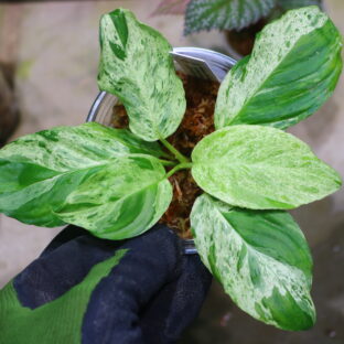 ② -TGK-r50827lh-/ホマロメナ斑入り/Homalomena sp. mint variegated from Sumatera Selatan/ TGK輸入便