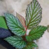 ② 🦍-TGK-r40222lh-  🦍 / Begonia sp.  from Langkat Sumatera Utara / ベゴニア - 画像 (2)