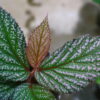 ② 🦍-TGK-r40222lh-  🦍 / Begonia sp.  from Langkat Sumatera Utara / ベゴニア - 画像 (3)