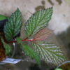 ② 🦍-TGK-r40222lh-  🦍 / Begonia sp.  from Langkat Sumatera Utara / ベゴニア - 画像 (5)