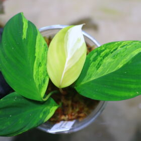 🦍-TGK-r50827lh-  🦍 / Homalomena sp. 'Chamaecladon Clade' variegated from  Sumatera Utara / ホマロメナ斑入り