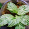 -TGK-r50827lh-/ホマロメナ斑入り/Homalomena sp. 'Mint Variegated' from Sumatera Selatan/ TGK輸入便 ① - 画像 (4)