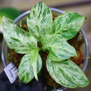 -TGK-r50827lh-/ホマロメナ斑入り/Homalomena sp. 'Mint Variegated' from Sumatera Selatan/ TGK輸入便 ①
