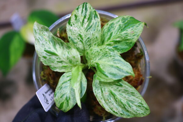 -TGK-r50827lh-/ホマロメナ斑入り/Homalomena sp. 'Mint Variegated' from Sumatera Selatan/ TGK輸入便 ①