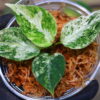 Aglaonema picutum variegated from Aceh Sumatra -TGK-RIIX0032LH-  / アグラオネマピクタム斑入り/TGK輸入便 - 画像 (3)
