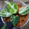 Aglaonema picutum variegated from Aceh Sumatra -TGK-RIIX0032LH-  / アグラオネマピクタム斑入り/TGK輸入便 - 画像 (11)
