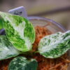 Aglaonema picutum variegated from Aceh Sumatra -TGK-RIIX0032LH-  / アグラオネマピクタム斑入り/TGK輸入便 - 画像 (4)