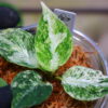 Aglaonema picutum variegated from Aceh Sumatra -TGK-RIIX0032LH-  / アグラオネマピクタム斑入り/TGK輸入便 - 画像 (5)