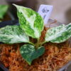 Aglaonema picutum variegated from Aceh Sumatra -TGK-RIIX0032LH-  / アグラオネマピクタム斑入り/TGK輸入便 - 画像 (6)