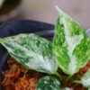 Aglaonema picutum variegated from Aceh Sumatra -TGK-RIIX0032LH-  / アグラオネマピクタム斑入り/TGK輸入便 - 画像 (7)