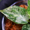 Aglaonema picutum variegated from Aceh Sumatra -TGK-RIIX0032LH-  / アグラオネマピクタム斑入り/TGK輸入便 - 画像 (10)