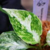 Aglaonema picutum variegated from Aceh Sumatra -TGK-RIIX0032LH-  / アグラオネマピクタム斑入り/TGK輸入便 - 画像 (8)