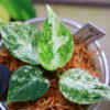 Aglaonema picutum variegated from Aceh Sumatra -TGK-RIIX0032LH-  / アグラオネマピクタム斑入り/TGK輸入便 - 画像 (12)