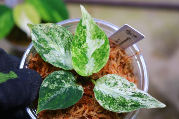 Aglaonema picutum variegated from Aceh Sumatra -TGK-RIIX0032LH-  / アグラオネマピクタム斑入り/TGK輸入便