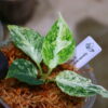 Aglaonema picutum variegated from Aceh Sumatra -TGK-RIIX0032LH-  / アグラオネマピクタム斑入り/TGK輸入便 - 画像 (13)