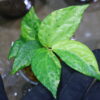 🦍 -TGK-r50404-  🦍  Elatostema sp. new pink leaf variegated  from South Thailand  / エラトステマ① - 画像 (6)