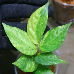 🦍 -TGK-r50404-  🦍  Elatostema sp. new pink leaf variegated  from South Thailand  / エラトステマ①