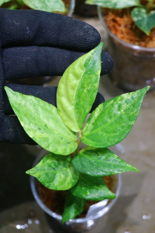 🦍 -TGK-r50404-  🦍  Elatostema sp. new pink leaf variegated  from South Thailand  / エラトステマ①