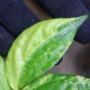 🦍 -TGK-r50404-  🦍  Elatostema sp. new pink leaf variegated  from South Thailand  / エラトステマ① - 画像 (5)