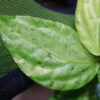 🦍 -TGK-r50404-  🦍  Elatostema sp. new pink leaf variegated  from South Thailand  / エラトステマ① - 画像 (4)
