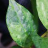 🦍 -TGK-r50404-  🦍  Elatostema sp. new pink leaf variegated  from South Thailand  / エラトステマ① - 画像 (3)