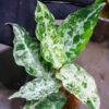 Aglaonema picutum variegated from Aceh Sumatra -TGK-RIIX0033LH-  / アグラオネマピクタム斑入り/TGK輸入便 - 画像 (3)