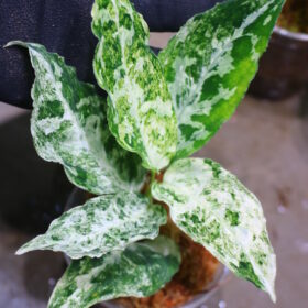 Aglaonema picutum variegated from Aceh Sumatra -TGK-RIIX0033LH-  / アグラオネマピクタム斑入り/TGK輸入便