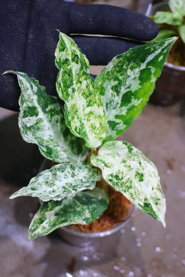 Aglaonema picutum variegated from Aceh Sumatra -TGK-RIIX0033LH-  / アグラオネマピクタム斑入り/TGK輸入便