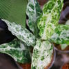 Aglaonema picutum variegated from Aceh Sumatra -TGK-RIIX0033LH-  / アグラオネマピクタム斑入り/TGK輸入便 - 画像 (4)