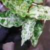 Aglaonema picutum variegated from Aceh Sumatra -TGK-RIIX0033LH-  / アグラオネマピクタム斑入り/TGK輸入便 - 画像 (5)