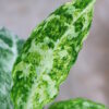 Aglaonema picutum variegated from Aceh Sumatra -TGK-RIIX0033LH-  / アグラオネマピクタム斑入り/TGK輸入便 - 画像 (6)