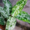 Aglaonema picutum variegated from Aceh Sumatra -TGK-RIIX0033LH-  / アグラオネマピクタム斑入り/TGK輸入便 - 画像 (7)