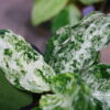 Aglaonema picutum variegated from Aceh Sumatra -TGK-RIIX0033LH-  / アグラオネマピクタム斑入り/TGK輸入便 - 画像 (8)