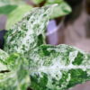 Aglaonema picutum variegated from Aceh Sumatra -TGK-RIIX0033LH-  / アグラオネマピクタム斑入り/TGK輸入便 - 画像 (9)