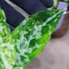 Aglaonema picutum variegated from Aceh Sumatra -TGK-RIIX0033LH-  / アグラオネマピクタム斑入り/TGK輸入便 - 画像 (10)