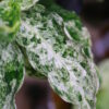 Aglaonema picutum variegated from Aceh Sumatra -TGK-RIIX0033LH-  / アグラオネマピクタム斑入り/TGK輸入便 - 画像 (13)