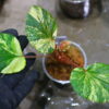 🦍 -TGK-r60402- 🦍 Begonia cucullata aurea variegated / ベゴニア ククラータ オーレア 斑入り - 画像 (2)