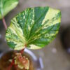 🦍 -TGK-r60402- 🦍 Begonia cucullata aurea variegated / ベゴニア ククラータ オーレア 斑入り - 画像 (3)