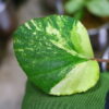 🦍 -TGK-r60402- 🦍 Begonia cucullata aurea variegated / ベゴニア ククラータ オーレア 斑入り - 画像 (6)