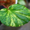 🦍 -TGK-r60402- 🦍 Begonia cucullata aurea variegated / ベゴニア ククラータ オーレア 斑入り - 画像 (5)