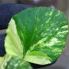 🦍 -TGK-r60402- 🦍 Begonia cucullata aurea variegated / ベゴニア ククラータ オーレア 斑入り - 画像 (8)